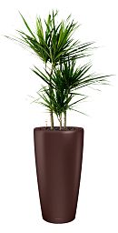 Dracaena Marginata in LECHUZA RONDO Self-watering Planter, Total Height 140 cm