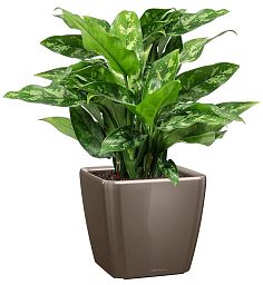 Aglaonema Maria in LECHUZA QUADRO LS Self-watering Planter, Total Height 60 cm