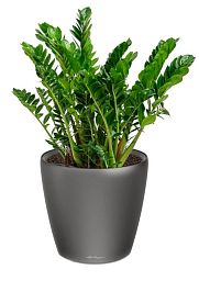 Zamioculcas in LECHUZA CLASSICO LS Self-watering Planter, Total Height 40 cm
