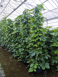Lush Chestnut Vine Tetrastigma voinierianum Indoor House Plants
