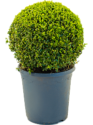 Photogenic Boxwood Buxus sempervirens