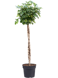 Delicate Umbrella Tree Schefflera arboricola 'Gold Capella' Indoor House Plants
