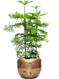 Norfolk Island Pine Araucaria heterophylla