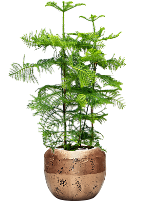Norfolk Island Pine Araucaria heterophylla
