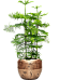 Norfolk Island Pine Araucaria heterophylla