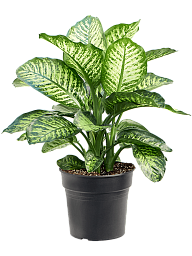 Lush Leopard Lily Dieffenbachia seguine 'Maroba' Indoor House Plants