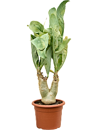 Easy-Care Wild Grape Cyphostemma juttae Indoor House Plants