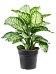 Lush Leopard Lily Dieffenbachia seguine 'Maroba' Indoor House Plants