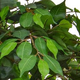 Ficus Contract Artificial Tree Plant