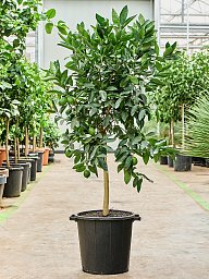 Citrus aurantifolia 'Green lime'