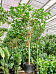Lush Bodhi Tree Ficus religiosa (400-450) Indoor House Plants