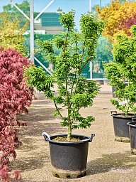 Lush Japanese Maple Acer pal. 'Shishigashira' Outdoor Plants