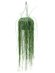 Easy-Care Mistletoe Cactus Rhipsalis floccosa Indoor House Plants