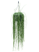 Easy-Care Mistletoe Cactus Rhipsalis floccosa Indoor House Plants