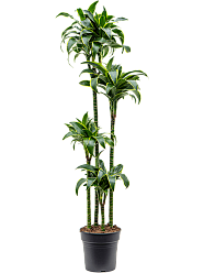 Insta-friendly Corn Plant Dracaena fragrans 'Dorado' Tall Indoor House Plants Trees