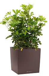 Schefflera in LECHUZA CUBE Self-watering Planter, Total Height 65 cm