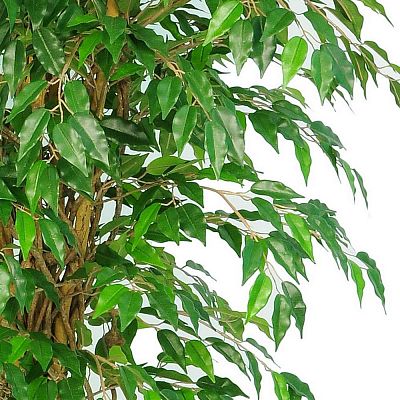Ficus Liana Flame Retardant Artificial Tree Plant