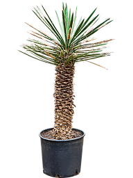 Photogenic Spanish Dagger Yucca filifera Tall Indoor House Plants Trees