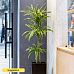Colorful Corn Plant Dracaena fragrans 'Lemon Lime' Tall Indoor House Plants Trees