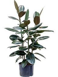 Lush Rubber Plant Ficus elastica 'Abidjan' Indoor House Plants