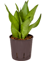 Easy-Care Snake Plant Sansevieria trifasciata 'Moonshine' Indoor House Plants