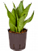 Easy-Care Snake Plant Sansevieria trifasciata 'Moonshine' Indoor House Plants
