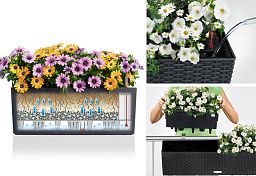 Blooming Kalanchoes Maxi in LECHUZA BALCONERA Cottage Self-watering Planter, Total Height 40 cm