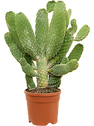 Easy-Care Prickly Pear Cactus Opuntia consolea Indoor House Plants