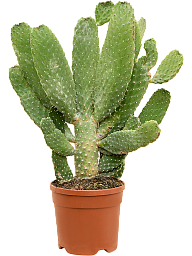 Easy-Care Prickly Pear Cactus Opuntia consolea Indoor House Plants