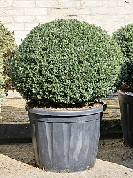 Cute Japanese Holly Ilex crenata 'Stokes' Outdoor Plants
