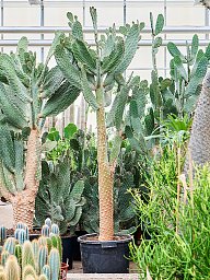 Easy-Care Prickly Pear Cactus Opuntia consolea Indoor House Plants