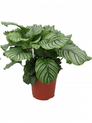 Photogenic Peacock Plant Calathea orbifolia Indoor House Plants