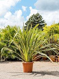 Easy-Care New Zealand Flax Phormium tenax 'Variegatum Indoor House Plants