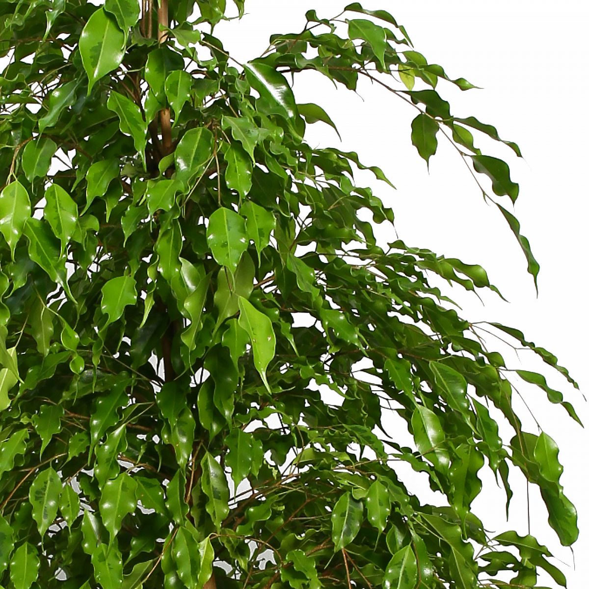 Lush Fig Tree Ficus benjamina 'Exotica' (375-425) Tall Indoor House Plants Trees