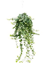 Easy-Care English Ivy Hedera helix 'Wonder' Indoor House Plants