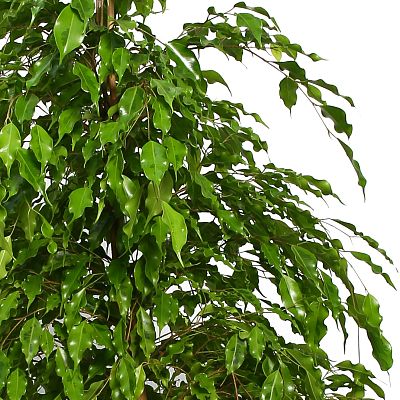 Lush Fig Tree Ficus benjamina 'Exotica' (375-425) Tall Indoor House Plants Trees