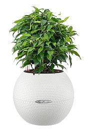 Ficus Benjamina in LECHUZA-PURO Self-watering Planter, Total Height 30 cm