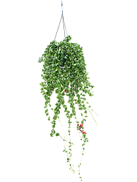 Cheerful Lipstick Plant Aeschynanthus 'Rasta' XXL Indoor House Plants