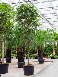 Lush Council Tree Ficus altissima Tall Indoor House Plants Trees