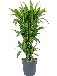 Impressive Corn Plant Dracaena fragrans 'Janet Craig' Tall Indoor House Plants Trees
