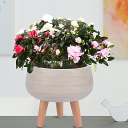IDEALIST Lite Plaited Style Bowl Planter on Legs, Round Pot Plant Stand Indoor