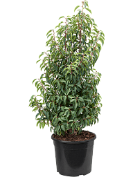 Lush Portugal Laurel Prunus lusitanica 'Angustifolia' Outdoor Plants