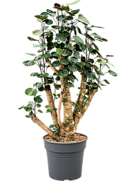 Polyscias (Aralia) Fabian