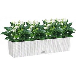 Blooming Anthurium White Champion in LECHUZA BALCONERA Cottage Self-watering Planter, Total Height 4