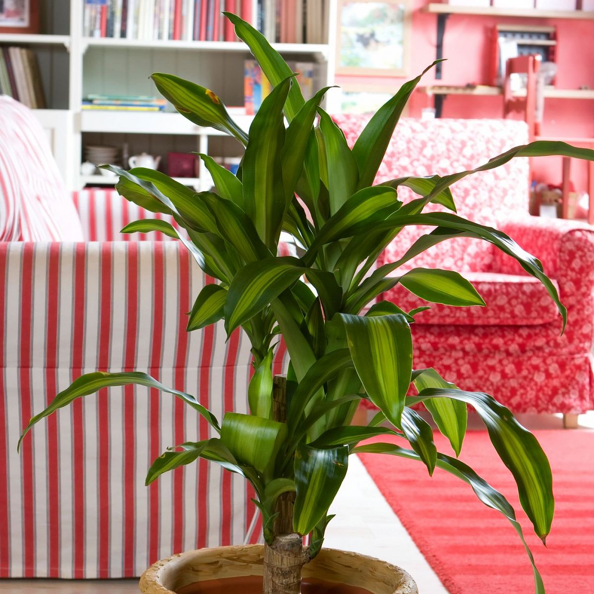 Colorful Corn Plant Dracaena fragrans 'Cintho' Indoor House Plants