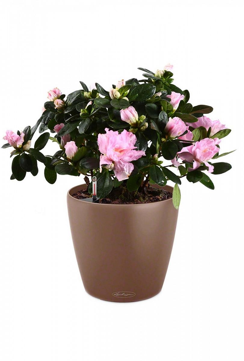 Blooming Azalea in LECHUZA CLASSICO Color Self-watering Planter, Total Height 50 cm