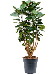 Graceful Dinner Plate Aralia (Polyscias) 'Fabian' Indoor House Plants