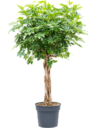 Easy-Care Umbrella Tree Schefflera arboricola 'Compacta' Tall Indoor House Plants Trees