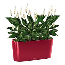 Blooming Spathiphyllum Sweet Chico in LECHUZA DELTA Self-watering Planter, Total Height 50 cm