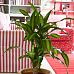 Colorful Corn Plant Dracaena fragrans 'Cintho'' Indoor House Plants